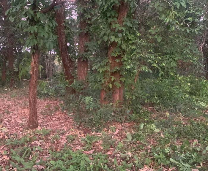 Terreno / lote bosque com muitas árvores
