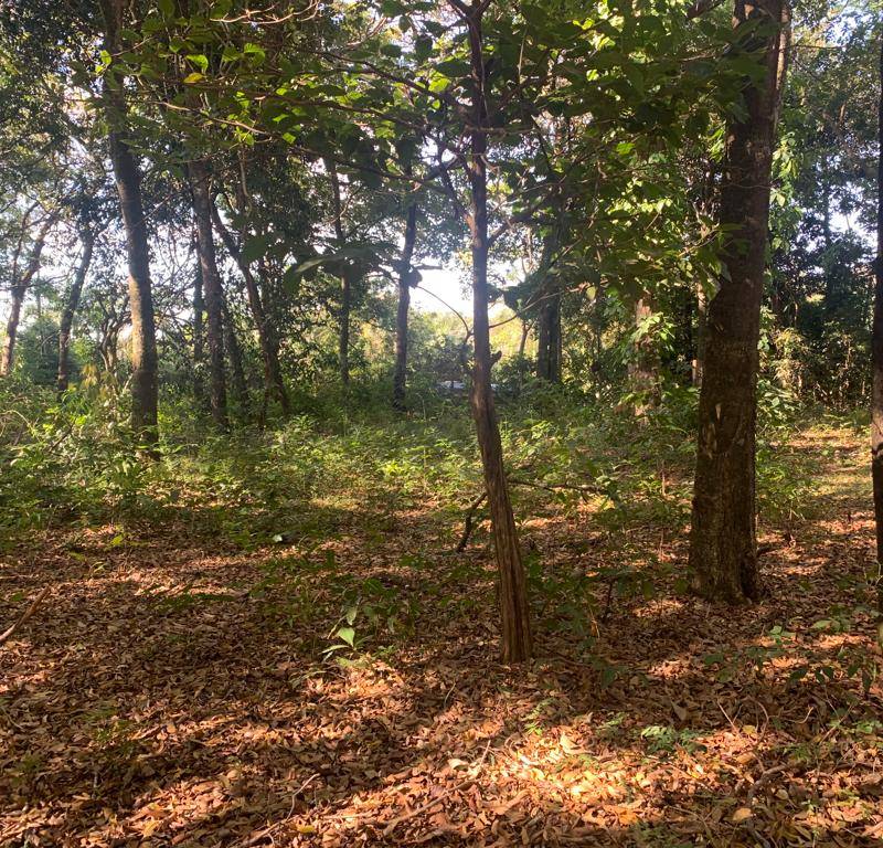 Terreno / lote bosque com muitas árvores